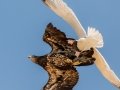 Bald Eagle (immature) being mobbed by Herring Gull - Whitefish Point - Harbor of Refuge, Chippewa County, MI, June 8, 2021