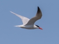 Caspian Tern - Whitefish Point - Harbor of Refuge, Chippewa County, MI, June 8, 2021