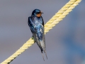 Barn Swallow - Whitefish Point - Harbor of Refuge, Chippewa County, MI, June 8, 2021