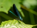 Dragonfly - Tahquamenon Falls SP, Chippewa County, June 7, 2021