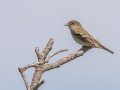 Alder Flycatcher - Dingman Marsh, Cheboygan County, MI, June 6, 2021