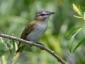 Red-eyed Vireo - Cass Lake Rest Area - Cass County - Minnesota - June 6 2023