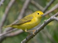 Yellow Warbler (Northern) - Cass Lake Rest Area - Cass County - Minnesota - June 6 2023