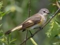 American Redstart - Cass Lake Rest Area - Cass County - Minnesota - June 6 2023