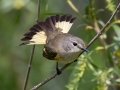 American Redstart - Cass Lake Rest Area - Cass County - Minnesota - June 6 2023