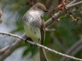 Eastern Phoebe - Cass Lake Rest Area - Cass County - Minnesota - June 6 2023