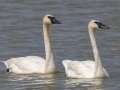 Trumpeter Swans - Oak Lake - Polk County - Minnesota - June 6 2023