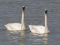 Trumpeter Swans - Oak Lake - Polk County - Minnesota - June 6 2023