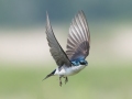Tree Swallow - Mentor Prairie WMA - Polk County - Minnesota - June 6 2023