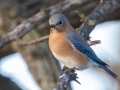 Eastern Bluebird - Dec 9 2022 - Mingo NWR – Stoddard County – Missouri