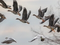 Greater White-fronted Geese  - Dec 19 2022 - Otter Slough CA - Stoddard County - Missouri