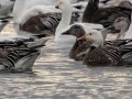 Snow Geese - Dec 19 2022 - Otter Slough CA - Stoddard County - Missouri