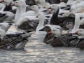Snow Geese - Dec 19 2022 - Otter Slough CA - Stoddard County - Missouri