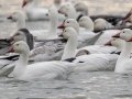 Snow Geese - Dec 19 2022 - Otter Slough CA - Stoddard County - Missouri