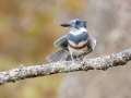 Belted Kingfisher (female) - Maramec Spring Park - St. James, Phelps County, Missouri, Nov 4, 2023
