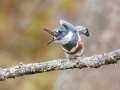 Belted Kingfisher (female) - Maramec Spring Park - St. James, Phelps County, Missouri, Nov 4, 2023