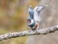 Belted Kingfisher (female) - Maramec Spring Park - St. James, Phelps County, Missouri, Nov 4, 2023
