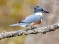 Belted Kingfisher (female) - Maramec Spring Park - St. James, Phelps County, Missouri, Nov 4, 2023