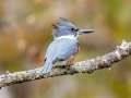 Belted Kingfisher (female) - Maramec Spring Park - St. James, Phelps County, Missouri, Nov 4, 2023