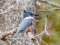 Belted Kingfisher (female) - Maramec Spring Park - St. James, Phelps County, Missouri, Nov 4, 2023