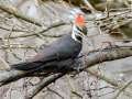 Pileated Woodpecker (female) -  Maramec Spring Park - St. James, Phelps County, Missouri, Nov 4, 2023