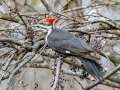 Pileated Woodpecker (female) -  Maramec Spring Park - St. James, Phelps County, Missouri, Nov 4, 2023