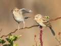 Field Sparrows - Little Prairie CA, St. James, Phelps County, Missouri, Nov 1, 2023