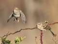 Field Sparrows - Little Prairie CA, St. James, Phelps County, Missouri, Nov 1, 2023