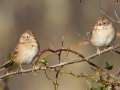 Field Sparrows - Little Prairie CA, St. James, Phelps County, Missouri, Nov 1, 2023