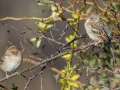 Field Sparrows - Little Prairie CA, St. James, Phelps County, Missouri, Nov 1, 2023