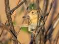 LeConte's Sparrow - Little Prairie CA, St. James, Phelps County, Missouri, Nov 3, 2023