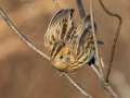 LeConte's Sparrow - Little Prairie CA, St. James, Phelps County, Missouri, Nov 3, 2023