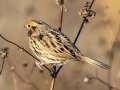 LeConte's Sparrow - Little Prairie CA, St. James, Phelps County, Missouri, Nov 3, 2023