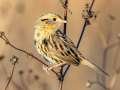 LeConte's Sparrow - Little Prairie CA, St. James, Phelps County, Missouri, Nov 3, 2023