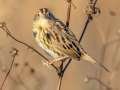 LeConte's Sparrow - Little Prairie CA, St. James, Phelps County, Missouri, Nov 3, 2023