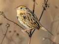 LeConte's Sparrow - Little Prairie CA, St. James, Phelps County, Missouri, Nov 3, 2023