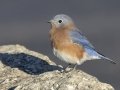 Eastern Bluebird- Little Prairie CA, St. James, Phelps County, Missouri, Nov 3, 2023