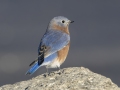 Eastern Bluebird- Little Prairie CA, St. James, Phelps County, Missouri, Nov 3, 2023