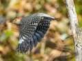 Red-bellied Woodpecker -  Maramec Spring Park - St. James, Phelps County, Missouri, Nov 3, 2023