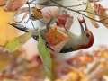 Red-bellied Woodpecker -  Maramec Spring Park - St. James, Phelps County, Missouri, Nov 3, 2023