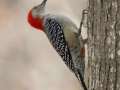 Red-bellied Woodpecker -  Maramec Spring Park - St. James, Phelps County, Missouri, Nov 3, 2023