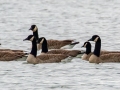 Canada Geese - Dec 19 2022 - Otter Slough CA - Stoddard County - Missouri