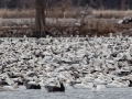 Snow Geese - Dec 19 2022 - Otter Slough CA - Stoddard County - Missouri