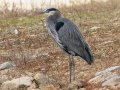 Great Blue Heron - Dec 19 2022 - Otter Slough CA - Stoddard County - Missouri