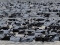 Snow Geese - Dec 19 2022 - Otter Slough CA - Stoddard County - Missouri
