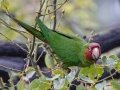 Mitred Parakeet