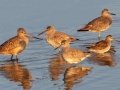 Marbled Gotwits, Willets, Long-billed Dowitchers Marbled Gotwits, Willets, Long-billed Dowitchers