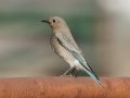 Mountain Bluebird - Rangeland Rd, Ramona Grasslands Preserve, San Diego, California, 11/15/2019