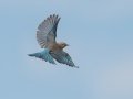 Mountain Bluebird - Rangeland Rd, Ramona Grasslands Preserve, San Diego, California, 11/15/2019