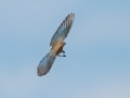 Mountain Bluebird